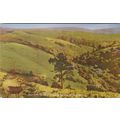 Horner Valley, Haunt of Red Deer Somerset Postc...