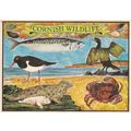 Cornish Wildlfe Uknown Artist Postcard unused p...