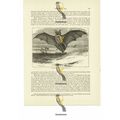Desert Bat, Book Illustration (Print), 1884