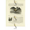 African Megaderm Bat (Head On Reverse), Book Il...
