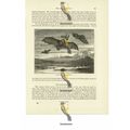 Long Eared Bat Flight (Sleeping Bat, Reverse), ...