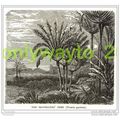 Travellers Tree, Madagascar, 1890, MODERN REPRO...