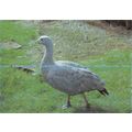 D024988 Bentley Wildfowl and Motor Museum. Hall...