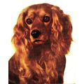 Cute Adorable Brown Cocker Spaniel Pet Dog Anim...