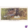 Players Birds & Their Young Card No. 18 Marsh H...