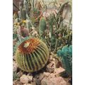 Cactus Plants at Cote D'Azur France Postcard
