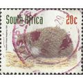 SOUTH AFRICA, MAMMAL, South African Hedgehog, w...