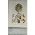 Vintage illustration: The Goat Willow, Plate XVI