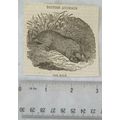 1830s small engraving The Mole, British Animals