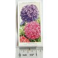 1939 Wills Garden Flowers No. 12 Chinese Aster