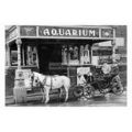 pt3603 - Horse & Carriage at Aquarium , Scarbor...