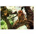 Gibraltar, A Rock Ape - Postally Used - Gibralt...
