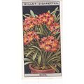 Wills Flower Culture In Pots Card No. 18 Clivia