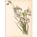 BRODIAEA HOWELLI LILACINA - BOTANY 1894 Henry G...