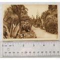vintage postcard Torquay, Sub Tropical Plants, ...