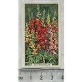 1938 Gallaher's Garden flowers No. 3 Antirrhinum