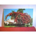 ROYAL POINCIANA TREE, (FLAME TREE) FLORIDA, USA...