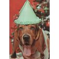 Dog Life Of The Party Dogs Rare New York Comic ...