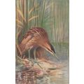 Bittern Bird Postcard (QAN080)