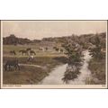 New Forest Ponies, Hampshire, c.1940 - Sweetman...