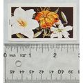 Jacobs Picture cards from History 9, Carreras F...