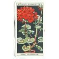 1925 Wills Flower Culture in Pots No. 39 Zonal ...