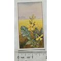 Vintage: Dutch card Jac. P. Thijsse, Lente No. ...