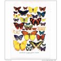 Butterflies in their Natural Colours, Book Illu...
