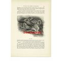 Octopus (Naked Gilled Gastropod On Reverse), Bo...