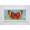 1958 Swettenham tea card Butterflies & Moths No...