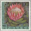 POLAND, FLOWER, Protea cynaroides, green-grey 1...