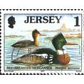 JERSEY, BIRD, Red-breasted merganser, Mergus se...