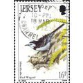 JERSEY, BIRD, Pied Wagtail, Motacilla alba, whi...