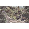 Ecclesbourne Glen Hastings Sussex Postcard (Sx7...