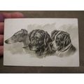 1905 fr Greeting Postcard - Greyhound / Labrado...