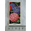 1936 Carreras Flowers No. 17 Verbenas