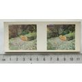 1960s Weetabix 3-D Animal Card No. 25 The Prair...
