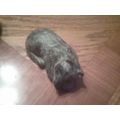 Figurine Wolf Original - Sleeping dog