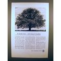 1950 Bell Telephone Ad - A Sturdy Tree, Keep it...