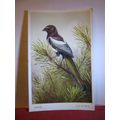 MAGPIE by D. M. Henry unused vintage postcard b...
