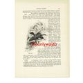 Green Tody, Animal Book Illustration (Print), c...