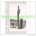GIANT CACTUS, ARIZONA, USA, BOOK ILLUSTRATION (...