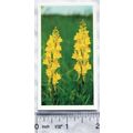 1989 Grandee Britain's Wild Flowers 27 Yellow T...