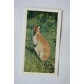 1958 Horniman's Tea card Wild animals No. 6 Wal...