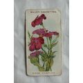 1913 Wills Old English Garden Flowers 2nd serie...