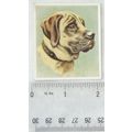 1939 Godfrey Phillips Our Dogs No. 12 The Mastiff
