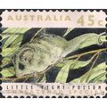 AUSTRALIA, MAMMALS, Little Pygmy-Possum, brown ...