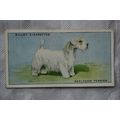 1937 Wills Dogs No. 47 Sealyham Terrier