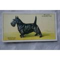 1937 Wills Dogs No. 46 Scottish Terrier
