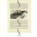 Desmodus Bat, Book Illustration (Print), 1884